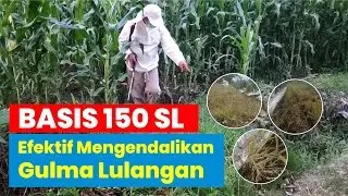 BASIS 150 SL Efektif Mengendalikan Gulma Lulangan