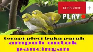 terapi pleci bisu agar buka paruh ( dakun Muria )