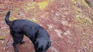 Video of Talimena State Park, OK from Mark C.