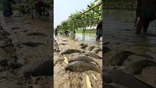 Wow! Amazing Polo Fishing Videos ! Best Big Fish Catching ! Primitive Technique fishing #fish #india