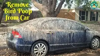 How to Remove Bird Poop from Car Without Damaging Paint? How to Remove Bird Poop from Car Paint?