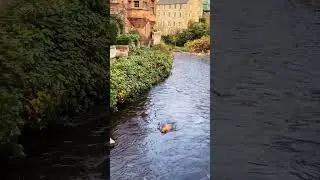 Dean Village and some dog swimming.#Edinburgh #doglovers #shorts #travelvlogs #reels