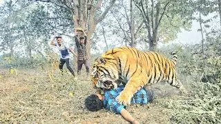 tiger attack man in the forest tiger attack  jungle, royal bengal tiger attack