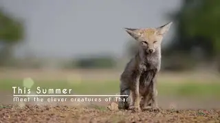 The Clever Creatures of Thar