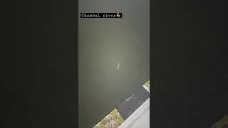 #Crocodile in #Chambal river 😨  #view #shorts #viral #ytshorts #shortvideo #trending #viralshorts