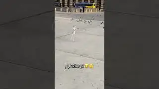 #catsoftiktok#funnycats#cats2025