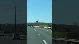 БЫК НА ДОРОГЕ BULL ON THE ROAD #shorts #bull #spain #road #быки #испания #дорога #highway #трасса
