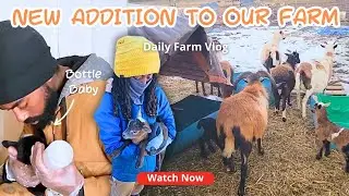 Off-Grid Life: Raising a Rejected Lamb as a Bottle Baby! 🍼🐑