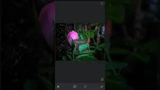 Rose flower and petals editing ⚘⚘
