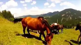 Horse bites man...