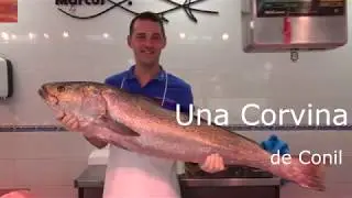 Corvina