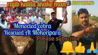 Monocled Cobra Catching At #Maharipara# venomous snake #dangerous  #Rajib_kalita_snake_man