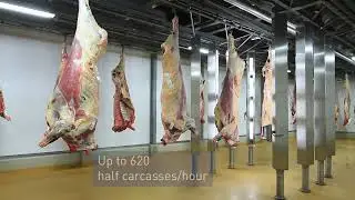 Frontmatec BCC-3, fully automated beef carcass grading system