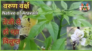 वरुण वृक्ष, बरना, crateva adansonii, native tree of aravalli, भारत के दुर्लभ औषधीय वृक्ष