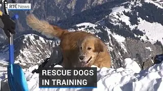 Emergency crews and rescue dogs prepare for avalanche season