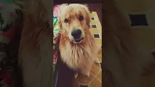 Most Innocent Face!😇😍#goldenretriever #cute #dog #shorts