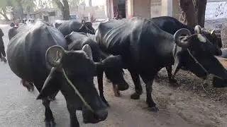 Char yaaron ki bhains Hain 🐃🐃🐃🐃🌧️🌧️🌧️🌧️