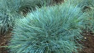 Green development