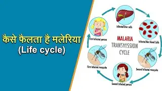 Malaria life cycle I Malaria कैसे फैलता है I Malaria