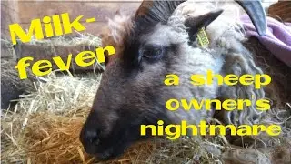 Milk fever, a sheep farmers nightmare (With a happy ending)