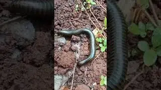 wow😎😎😎American giant millipede narceus americanus fotograf&iacute;as e im&aacute;genes ..#shortvideo