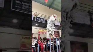 Day 2 Lion Dance a.k.a barongsai at Bazaar HBT WHBT Padang 2023 #bazaar #hbt #imlek #festiveseason