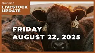 Placements drop 6% in Cattle on Feed report | Weekly Livestock Market Update for August 22, 2025