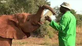 Saving baby elephants from poaching - BBC What's New?