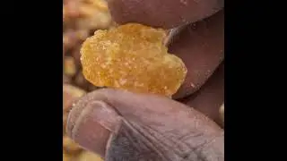 #Opoponax Resin AKA Sweet #Myrrh, Top Quality #Commiphora Erythraea   Essentialfrankincense.com