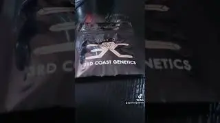 #shorts #growersguide420 Oreozmintz by 3rd coast genetics, will upload grow tutorials soon!