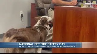 National Pet Fire Safety Day teaches importance of keeping our furry ones safe