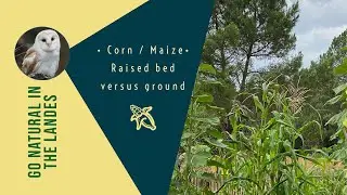 Corn - Raised bed versus ground - Everything you need to know