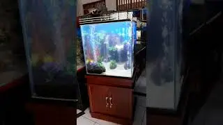 Aquasecape aquarium pland pasirterjun
