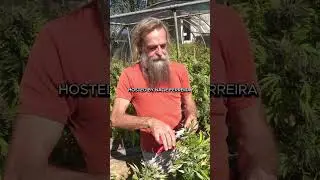 Cannabis Advanced Grow Workshop 🌿🌟