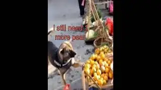 Dog buys pear and the steals one