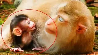 SO HURT CRYING SEIZURES,... BRADY BABY MONKEY HUNGRY VERY MUCH, BUT ROSE MONKEY NOT CARE.
