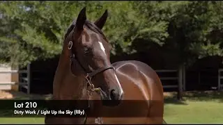 Lot 210 - Dirty Work (AUS) / Light Up the Sky (AUS)