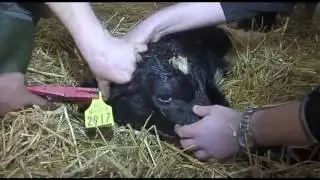 Calving the Dairy Cow