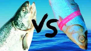 Supermarket Catfish Bait SHOWDOWN!
