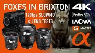 Foxes in Brixton | ProRes Raw | 4K 120fps | Lens Test