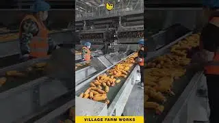 Inside a Modern Corn Factory 🏭 #AgricultureTech