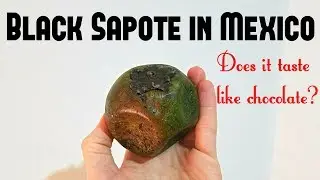 Black Sapote in Mexico - Weird Fruit Explorer Ep. 282