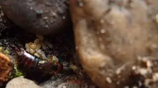 Earwig Tends Young and Eggs