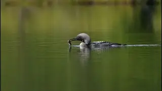 Black-Throated Diver