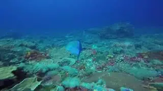 blue trevally