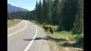 Oso ataca a vaca; video se vuelve viral