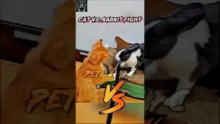 Cat vs. Rabbit Fight 🐈💀🐇