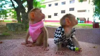 what sound ? luy dollar no understand #animal #dog #cat #monkey #pets #cutebaby #viralvideo #vlog