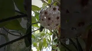 Хоя