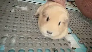 豆豆呀